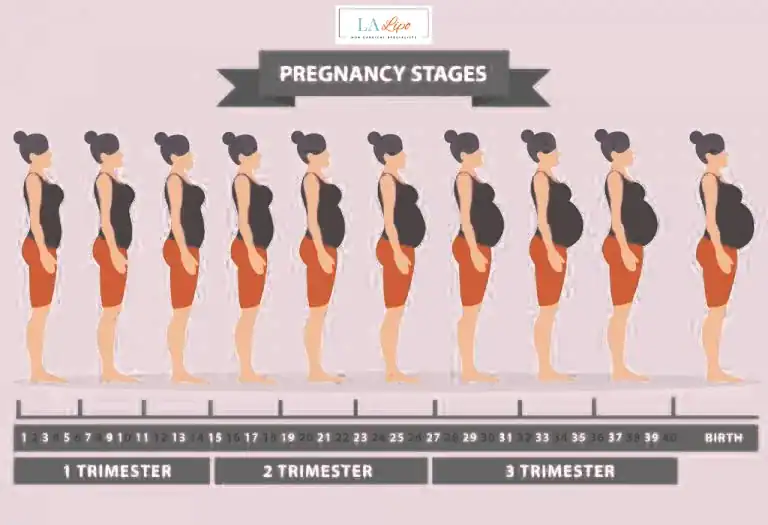 First Trimester (Weeks 1–12): Early Changes You Might Not Notice Farnham